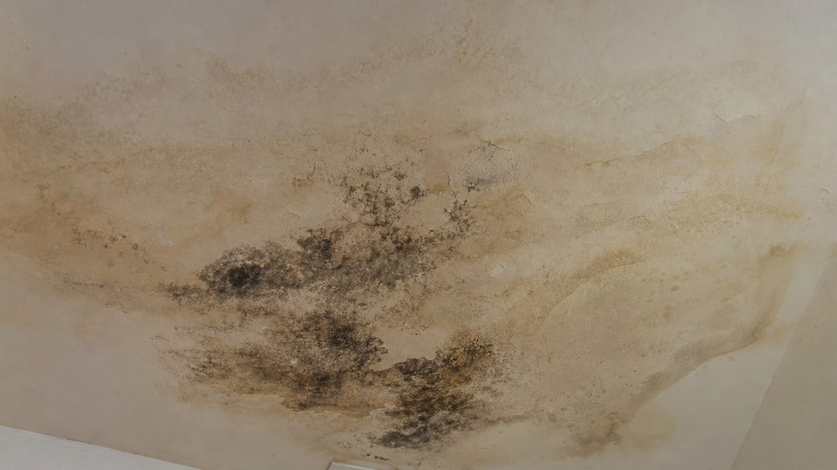 Evaporative cooler mold on a ceiling in a Tucson Arizona home